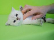 Supersüße Kitten mit blauen Augen BKH seal-silver-shaded-point ns 11 33 reinrassig! - Baden-Baden