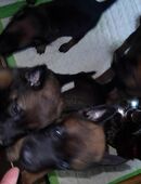 Belgische Schäferhundwelpen ab August zu verkaufen in 27367