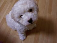 Bichon Frise Welpe - Philippsburg