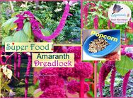 ♥ Ur Gemüse Reggae Amaranth Dreadlock Superfood Heilpflanze Samen,Schneckensicher,Amaranthus caudatus L.,Garten Fuchsschwanz,Tulpenstolz, Pink,Getreide,Gemüse,Färbemittel,essbar - Hamburg