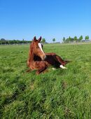 Pferdeboxen in Roxel frei in 48161