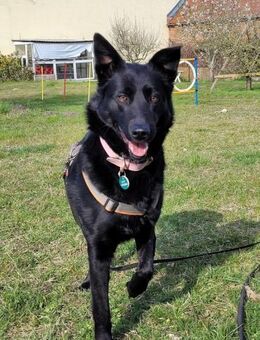Lesli sucht dringend ein Zuhause! - Berlin