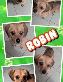 kleiner Rüde Robin auf PS in 95482 - Nürnberg