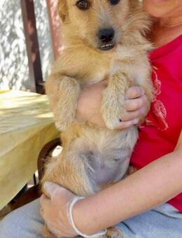 Missy - sanfte, liebe Schmusemaus - Koblenz