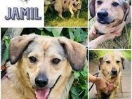 JAMIL * herziger kleiner Kumpel - Duisburg