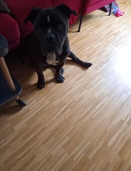 Old English Bulldogg - Krefeld