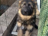 Schäferhund Welpen lange Haare - Scheibenhardt