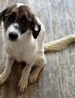 Flora - in 84539 Ampfing - Weilheim (Oberbayern)