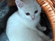 Britisch Kurzhaar Kitten BKH - Hamburg Harburg