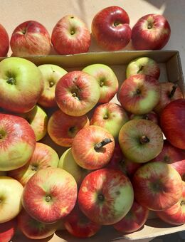 Sehr leckere Äpfel - Eisenhüttenstadt