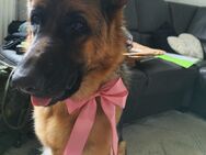 Dt. Schäferhund Edda - Krefeld