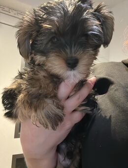 Yorkshire Terrier Welpen 🐶 - Hamburg