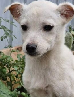 GIGI - hübsches Hundemädchen - Velbert