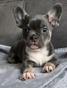 Exklusiv Mini Frenchie Welpen - Hagen (Stadt der FernUniversität)