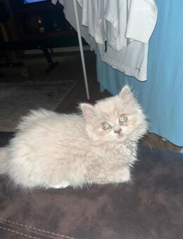 BLH kater 3 Monate alt - Bremen