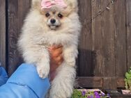 Pomeranian Zwergspitz Welpe Mädchen - Hagenow