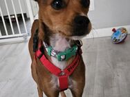 Pinscher Mischling Stitch wartet - Enger (Widukindstadt)