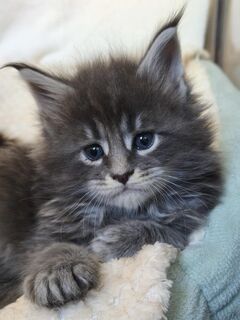 Maine Coon Kätzchen XXL