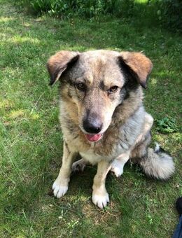 liebe Lotti sucht ihre Familie - Bochum