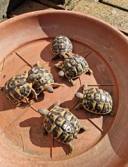 Griechische Landschildkröten Thh Toskana - Testudo hermanni hermanni - Nattheim