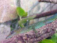 Anolis Marmoratus / Etang Paille - Altötting