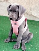 Deutsche Doggen Welpen in 54552