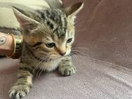 3 Monate Baby Katzen Jungs - Hamburg Altona
