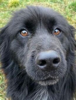 Herzenshund FABIO - Gefrees