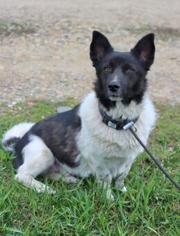 Lieber Willi sucht Familienanschluss - Ottweiler