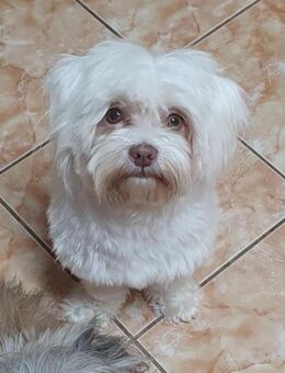 Bichon-Mix Daisy ist was ganz Besonderes - Overath