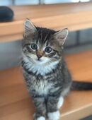 BLH MIX Kitten in 89287