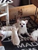 Bildschöne Chihuahua kurzhaar Rüden Welpen creme, weiß in 79618