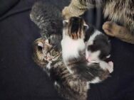 Süße Norwegische Waldkatzen Mix Kitten - Mittelneufnach