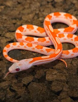 Lavablood Motley Pied, Lavablood - Schwelm