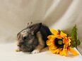 Zwergkaninchen Babys in 81377