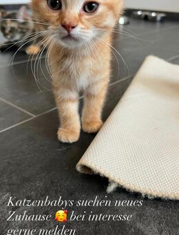 Babykatzen zu verkaufen - Elsdorf Elsdorf
