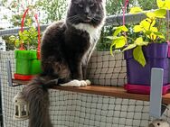 Maine-Coon/Waldkater+Mix - Braunschweig