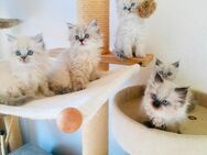 Perser Kitten mit Nase HCM negativ - Aitrach