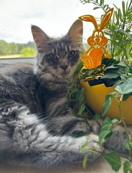 Maine Coon Katze - Steinhagen (Nordrhein-Westfalen)