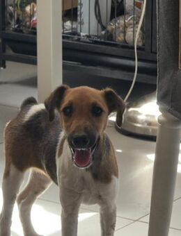 🐶❤️ KLEINE Paula SUCHT EIN ZUHAUSE ❤️🐾 - Stuttgart
