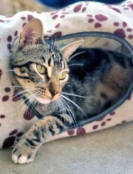 Menschenbezogener Kater Hopper - Karlsruhe