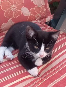Kater kitten - Gumtow