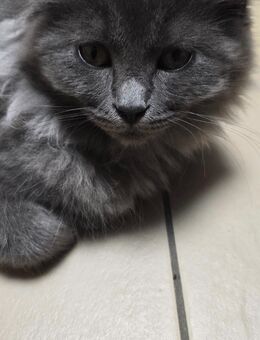 Maine coon kitten Katerchen - Heringsdorf (Mecklenburg-Vorpommern)