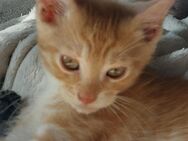 Noch 2 Maine Coon Mix Kitten;12 Wochen alt - Wischhafen