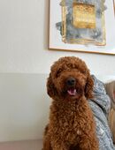 Liebevolles Zuhause für unseren Pudel Coco gesucht in 58452
