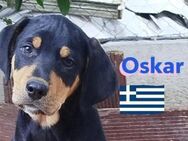 Oskar 01/25 aktiver Bub sucht Familie - Heppenheim (Bergstraße)