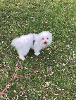 Malteser rüde - Dörverden