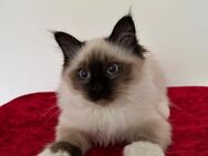 Birma/Ragdoll kitten - Iserlohn