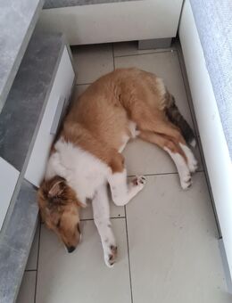 Hundewelpe - Dortmund