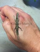 Orestes mouhotii (Sehr seltene Zwerg Gespenstschrecken Art) in 66787